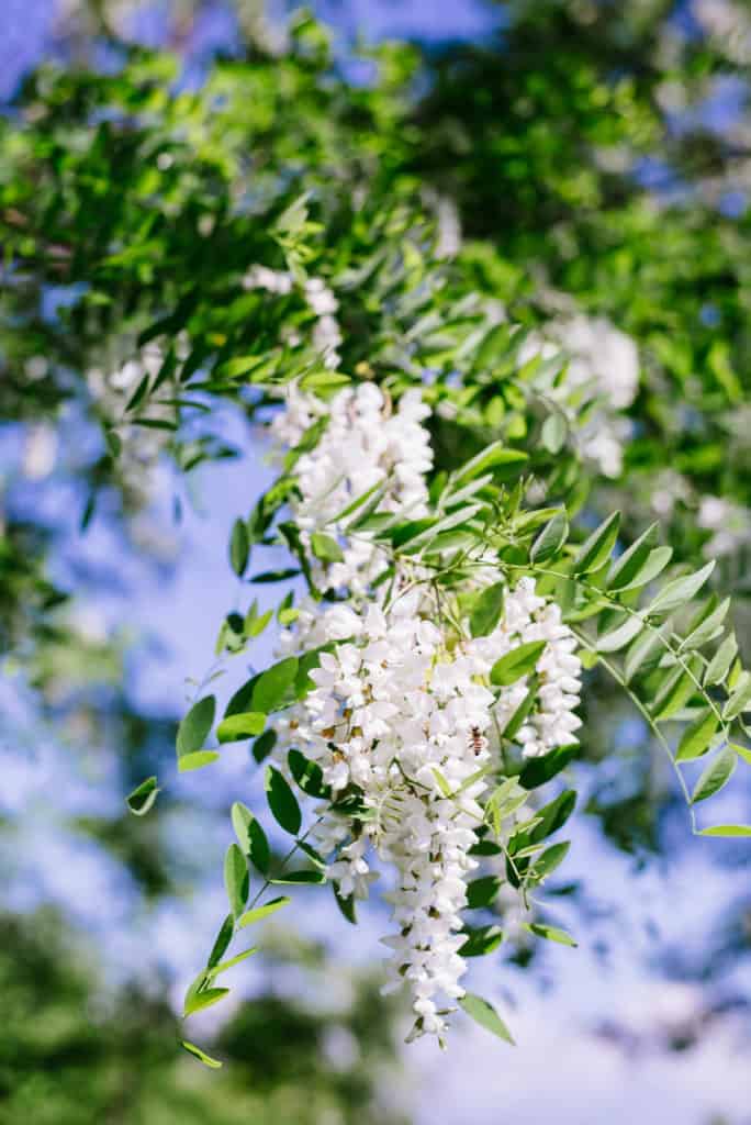 Acacia Flower Fritters Very Eatalian